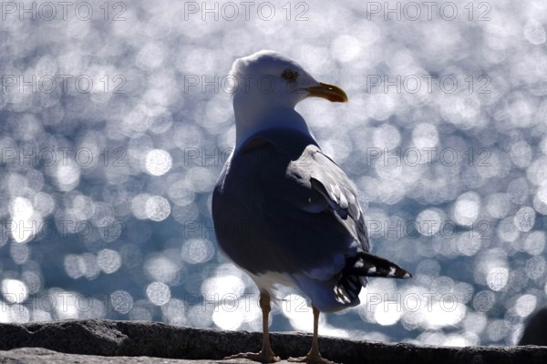 Seagull in front of the glittering waters of the Baltic Sea, Mecklenburg-Vorpommern, Germany, Europe