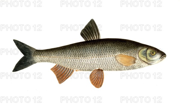 Fish, fish, genus of carp fish, Cyprinus dobula, Squalius cephalus, chub, dobula fish, common chub, Historical, digitally restored reproduction from a 19th century original, Record date not stated