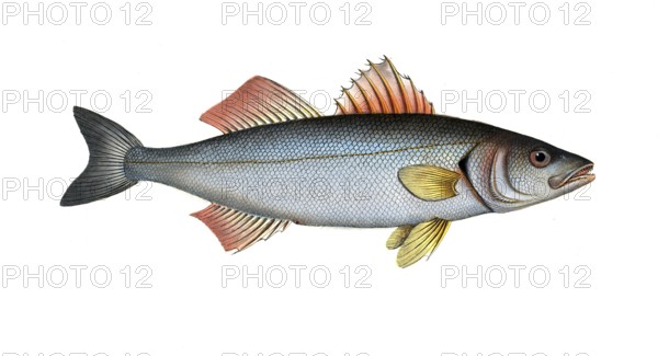 Fish, fish, genus from the umber family, Sciaena labrax, the salmon lumber, the Basse, Historical, digitally restored reproduction from a 19th century original, Record date not stated