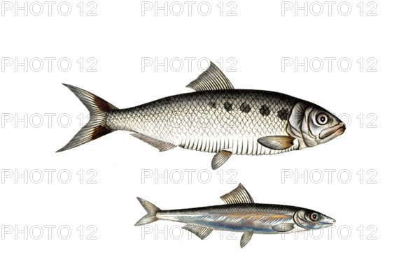 Fish, fish, left: Fish genus Herring, Clupea Encrasicolus, the Anjovis, the Anchova, right: Fish genus Herring, Clupea alosa, the Alse, The Schad, Historic, digitally restored reproduction from a 19th century original, Record date not stated