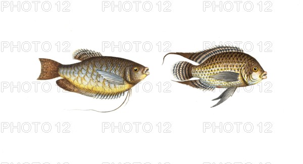 Fish, fishes, left: Genus of wrasses, Labrus trichopterus, the hair-finned wrassle. right: Genus of wrasses, Labrus punctatus, the punctulated wrassle, Historic, digitally restored reproduction from a 19th century original, Record date not stated