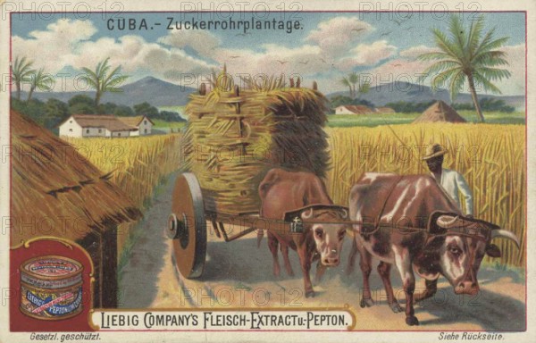 Picture series Scenes from Cuba, sugar cane plantation, Liebig picture, digitally restored reproduction of a collector's picture from ca 1900, public domain, exact date unknown, scene of a sugar cane plantation in Cuba with an oxcart loaded with sugar cane, near the fields