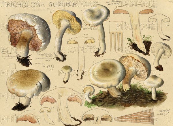 Mushroom, Mushrooms, False grey knight mushroom, Tricholoma sudum, authentic reproduction of an illustration by Hans Walty (1868-1948) from about 1915, historical