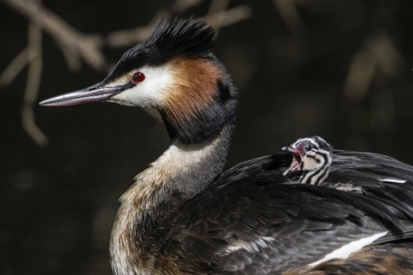 Great Crested Grebe (Podiceps Scalloped ribbonfish) with juvenile, Emsland, Lower Saxony, Germany, Europe