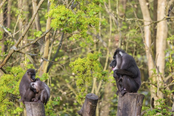 Three Drills (Mandrillus leucophaeus), a male and two females, sit high up on the two stumps of a cut tree and enjoy the early sunlight. A green forest can be seen in the background