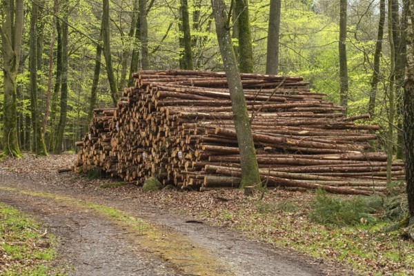 Pile of logs at road in beech forest in Ystad municipality, Skåne county, Sweden, Scandinavia, Europe