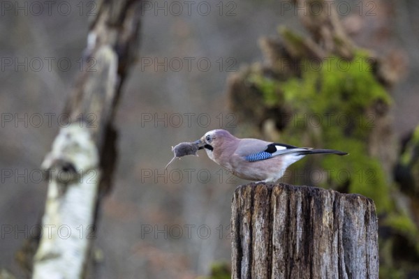 Eurasian jay /Garrulus glandarius) Germany