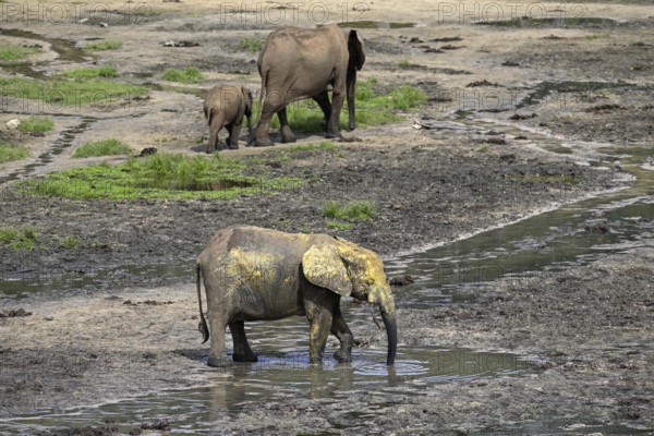 African forest elephants (Loxodonta cyclotis) in the Dzanga Bai forest clearing, Dzanga-Ndoki National Park, Unesco World Heritage Site, Dzanga-Sangha Complex of Protected Areas (DSPAC), Sangha-Mbaéré Prefecture, Central African Republic, Africa