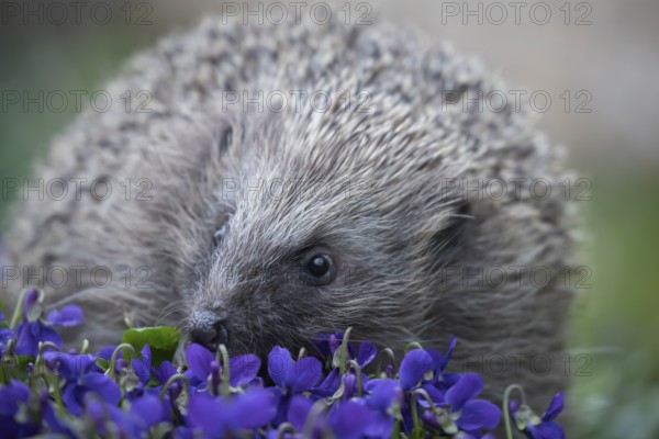 European hedgehog (Erinaceus europaeus) adult animal walking across flowering Violet flowers in a garden, England, United Kingdom, Europe