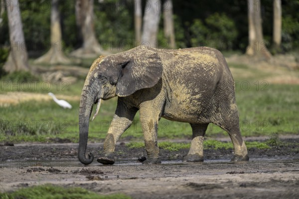 African forest elephant (Loxodonta cyclotis) in the Dzanga Bai forest clearing, Dzanga-Ndoki National Park, Unesco World Heritage Site, Dzanga-Sangha Complex of Protected Areas (DSPAC), Sangha-Mbaéré Prefecture, Central African Republic, Africa