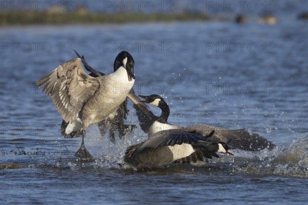 Canada goose (Branta canadensis) three adult birds fighting on a lake, England, United Kingdom, Europe
