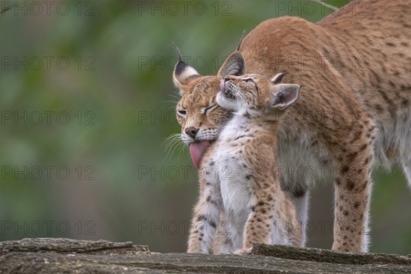 Lynx (Lynx lynx) with young, Haltern, North Rhine-Westphalia, Germany, Europe