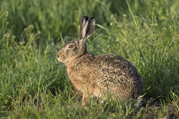 European hare (Lepus europaeus), standing in meadow, Lake Neusiedl National Park, Seewinkel, Burgenland, Austria, Europe