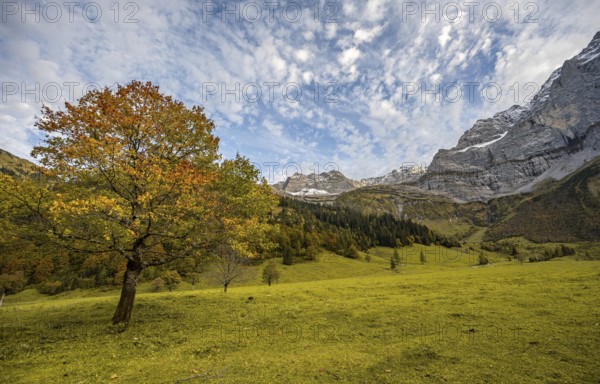 Maple tree with autumn leaves, autumn landscape in Rißtal, Großer Ahornboden, Engalpe, Eng, municipality of Hinterriß, Karwendel Mountains, Alpenpark Karwendel, Tyrol, Austria, Europe