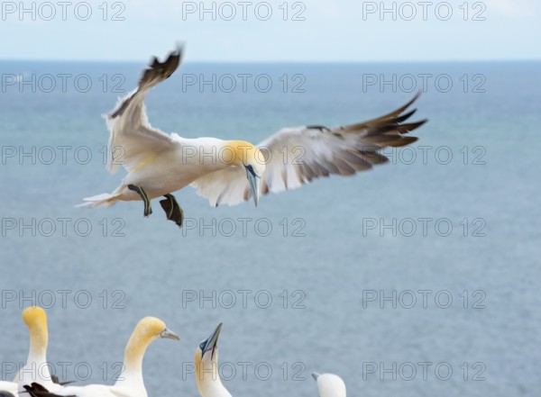 Northern gannet (Morus bassanus) (synonym: Sula bassana) with wings spread and feet stretched out in landing approach, several other animals of the colony sitting on red rocks, sea with wide horizon in the background, northern gannet colony Lummenfelsen, Helgoland, North Sea, Schleswig-Holstein, Germany, Europe