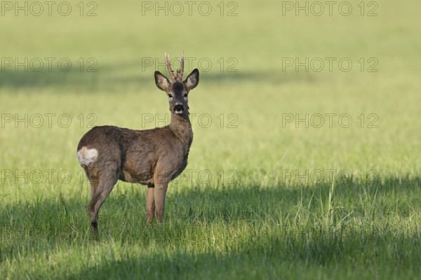 Roebuck (Capreolus capreolus), standing in a meadow, Lake Neusiedl National Park, Seewinkel, Burgenland, Austria, Europe