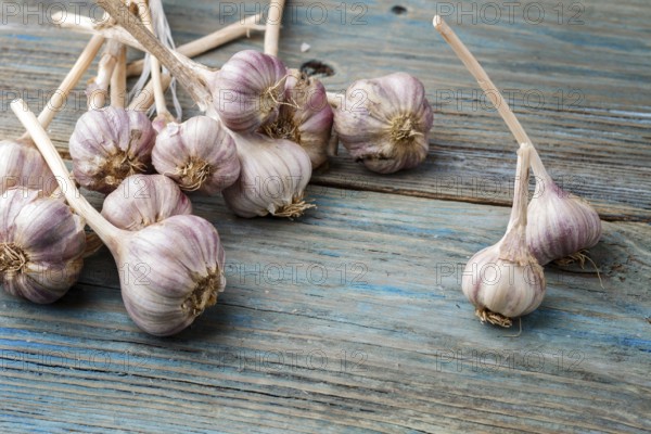 Fresh violet garlic on a blue rustic wooden background with copy space