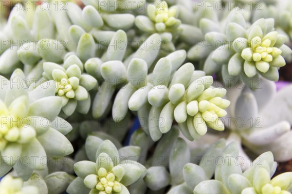 Beautiful succulent plant in greenhouse. Closeup, floral patterns, selective focus
