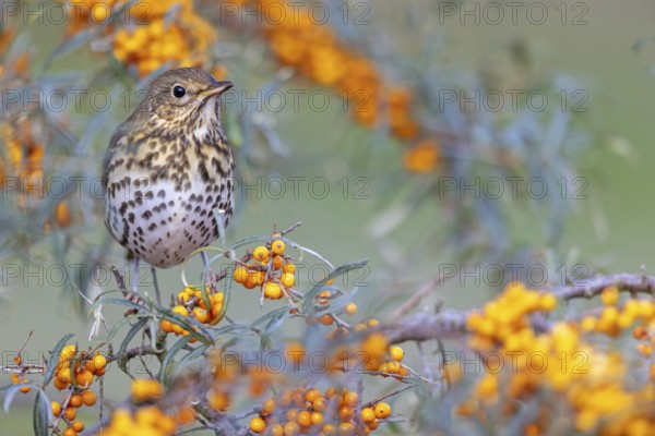 Song thrush (Turdus philomelos), Heligoland Island, Schleswig-Holstein, Federal Republic of Germany