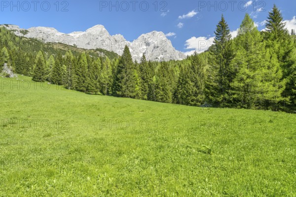 Alpine meadow in front of the Gosaukamm, blue sky, Dachstein massif, Filzmoos, Pongau, Salzburg, Austria, Europe