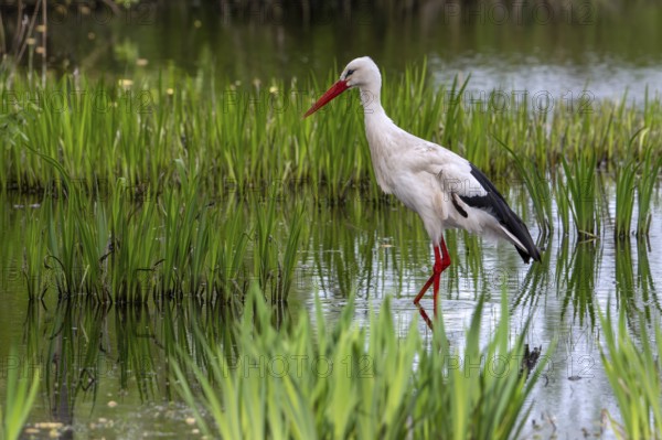 White stork (Ciconia ciconia) foraging in shallow water in marshland, wetland in spring