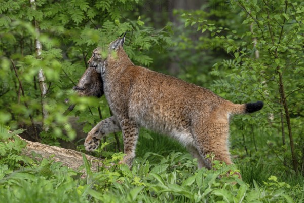 Hunting Eurasian lynx (Lynx lynx) walking with caught muskrat (Ondatra zibethicus) prey in its muzzle in forest. Captive