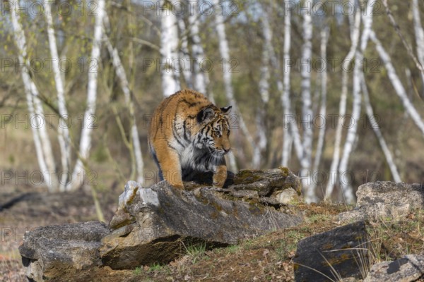 One young female Siberian Tiger, Panthera tigris altaica, walking thru a birch tree forest. Early morning light