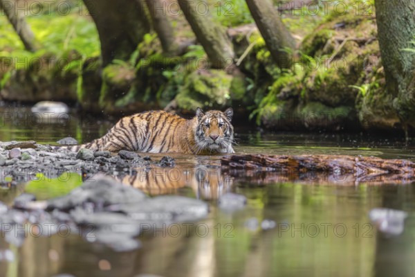 One young female Siberian Tiger, Panthera tigris altaica, lying resting in the cool fresh water of a creek deep in a forest