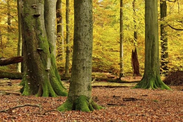 Near-natural mixed deciduous forest with old oaks and beeches in autumn, Spessart nature park Park, Weibersbrunn, Bavaria, Germany, Europe