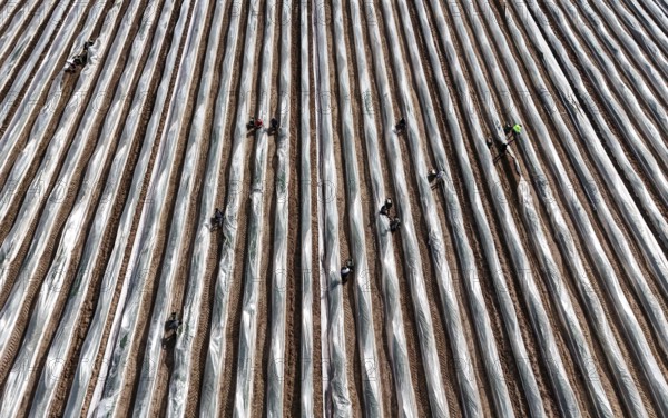 The first asparagus is harvested from a foil-covered asparagus field, Beelitz, 26/03/2024