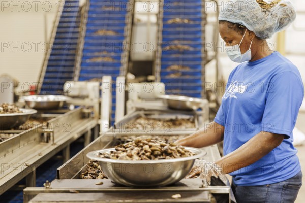 KAJU, Cashew factory. Women picking out the whole nuts from the shells on a conveyor belt, cashew nut factory near Cotonou in Benin, Glo-Djigbe, 07.03.2024.Photographed on behalf of the Federal Ministry for Economic Cooperation and Development