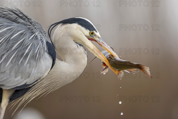 Grey heron (Ardea cinerea) with catfish as prey, hunting, fishing, preying, sunrise, morning light, Kiskunsag National Park, Hungary, Europe