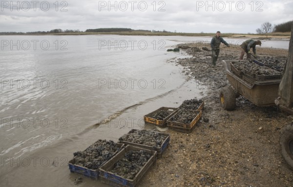 Men collecting mussels from the River Deben near Ramsholt, Suffolk, England, United Kingdom, Europe