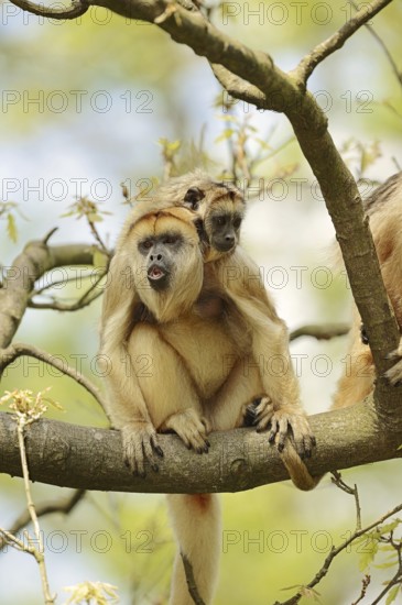Black howler (Alouatta caraya), female calling with young, captive, occurrence in South America