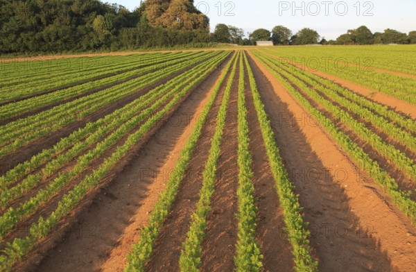 Green lines of carrot crop growing in sandy soil, Shottisham, Suffolk, England, UK