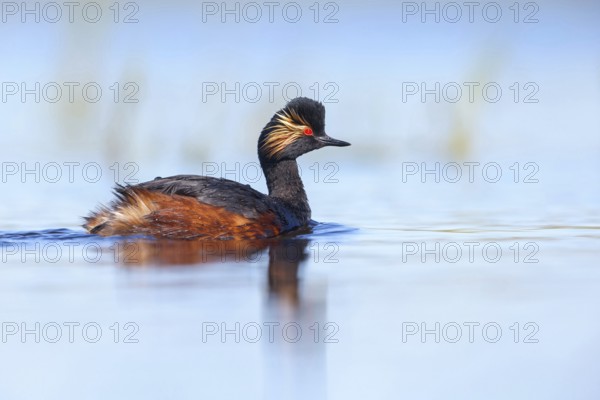 Black-necked grebe (Podiceps nigricollis), swimming in the water, Hides de El Taray / Floating Hid, Villafranca de los Caballeros, Castilla La Mancha / Toledo, Spain, Europe