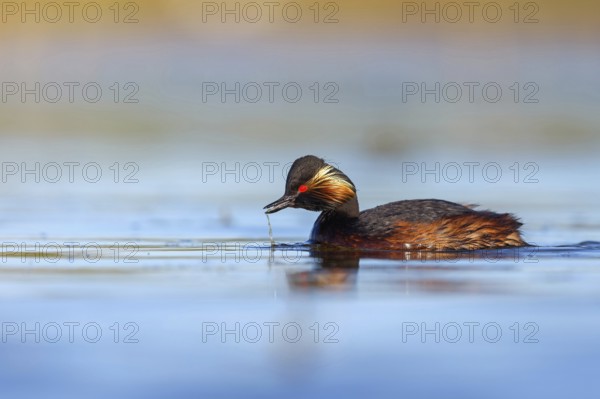 Black-necked grebe (Podiceps nigricollis), swimming in the water, Hides de El Taray / Floating Hid, Villafranca de los Caballeros, Castilla La Mancha / Toledo, Spain, Europe