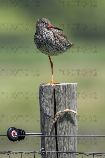 Common redshank (Tringa totanus) in breeding plumage perched on one leg on wooden fence pole along meadow in summer