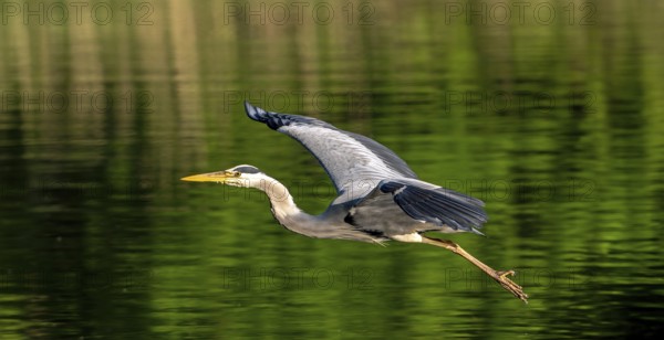 Flying grey heron (Ardea cinerea) in breeding plumage taking off from lake shore in spring
