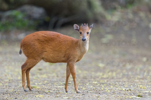 Red forest duiker (Cephalophus natalensis) antelope, iSimangaliso Wetland Park, St. Lucia, KwaZulu-Natal, South Africa, Africa