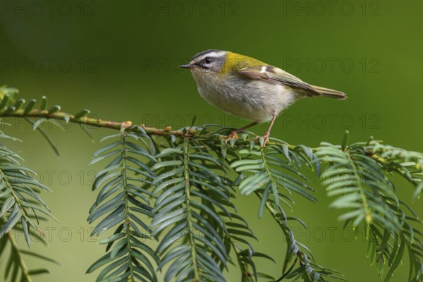 Goldcrest, Regulus ignicapillus, Luce, Mountain area, Luce, Styria, Slovenia, Europe