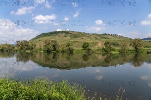 Vineyards on the Moselle near Briedel, Rhineland-Palatinate, Germany, Europe