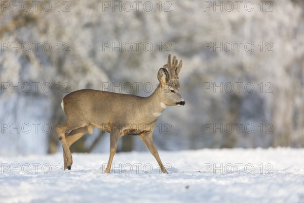 One male Roe Deer, (Capreolus capreolus), walking over a snowy meadow. Snow covered trees in the background