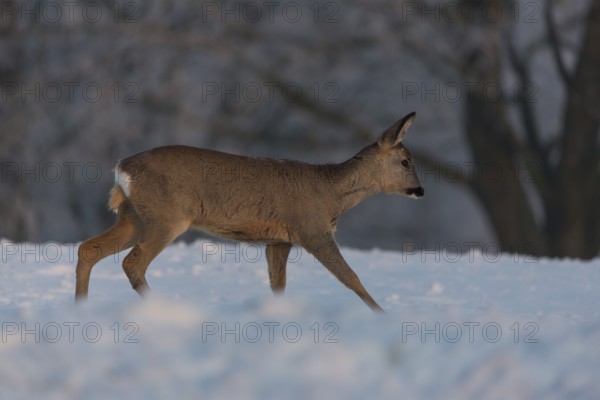 One female Roe Deer, (Capreolus capreolus), walking over a snowy meadow. Snow covered trees in the background