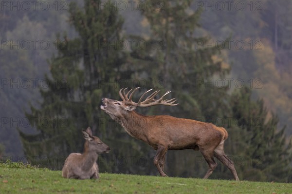 One Red Deer stag (Cervus elaphus) in rutting season, standing calling on a green meadow. A forest in fall foliage and early morning mist in the background