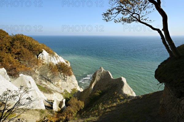 The chalk cliffs of Møns Klint, view of the Baltic Sea in autumn, beech tree on the edge of the cliff, Møn Island, Denmark, Europe