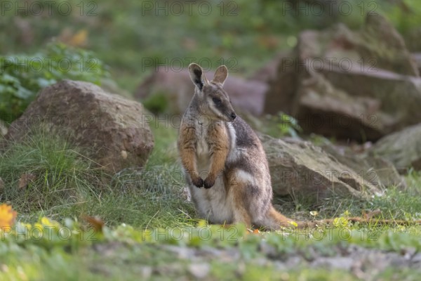 One yellow-footed rock-wallaby (Petrogale xanthopus), or ring-tailed wallaby sitting on grass between rocks and trees. Near threatened (IUCN)