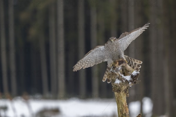 Northern goshawk, Accipiter gentilis, flying through a forest in winter and lands on a dead branch of a tree
