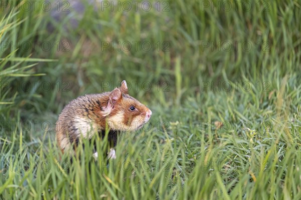One European hamster (Cricetus cricetus), Eurasian hamster, black-bellied hamster or common hamster, standing tall in high grass, watching his surrounding for enemies and other hamsters