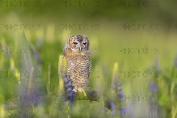 One young Ural owl (Strix uralensis) sitting on a branch lying in a field of flowering lupines in late evening light